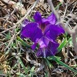 Iris pumila Flor