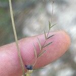 Vicia peregrina Yaprak