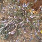 Echiochilon fruticosum Hoja