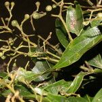 Nectandra membranacea Feuille