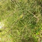 Hakea sericea Blatt