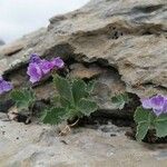 Primula marginata आदत