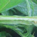 Ludwigia decurrens Leaf