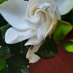 Gardenia jasminoides Flower