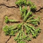 Euphorbia sulcata Habit
