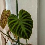 Philodendron verrucosumLeaf