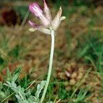Astragalus vesicarius ᱮᱴᱟᱜ