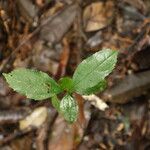 Celtis prantlii Hoja