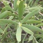 Salvadora australis Leaf