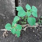 Acalypha indica Blad