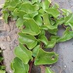 Anredera cordifolia 葉