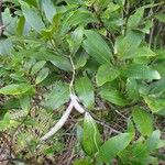 Alstonia lenormandii ശീലം