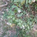 Chromolaena odorata Kvet
