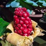 Alocasia macrorrhizosFrutto