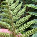 Polystichum luctuosum 其他