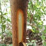 Harungana madagascariensis Corteza