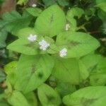 Persicaria chinensis Leaf