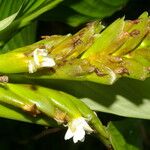 Hylaeanthe unilateralis Flor