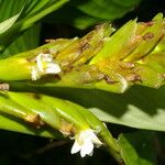 Hylaeanthe unilateralis Blomst