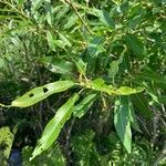 Salix eriocephala Blatt