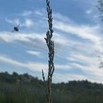 Molinia caerulea Bloem