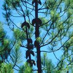 Pinus attenuata Агульны выгляд