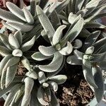 Crassula mesembryanthoides Hostoa