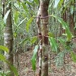 Tapeinosperma tchingouense Habit