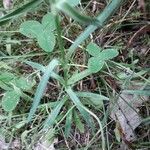 Dianthus armeria পাতা