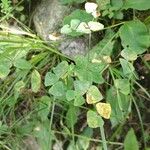 Euphorbia dulcis Hoja