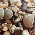 Lithops villetii Fuelha