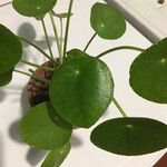 Pilea peperomioides Lehti