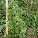 Mercurialis annua पत्ता