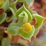 Euphorbia pithyusa Gyümölcs