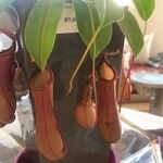 Nepenthes spp. موطن