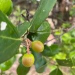 Acokanthera schimperi Frucht