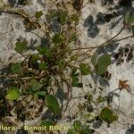 Marsilea strigosa Bark