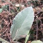 Verbascum rotundifolium Φύλλο