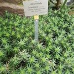 Deuterocohnia brevifolia Leaf