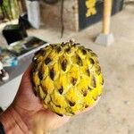 Annona mucosa Ovoce