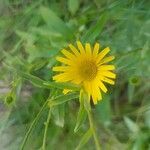 Buphthalmum salicifolium Flower