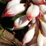 Alpinia zerumbet Bloem