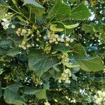 Tilia platyphyllosFruchs