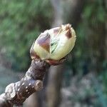 Pyrus calleryana Blüte