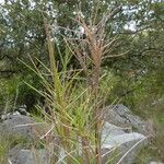 Brachypodium retusum Habitus