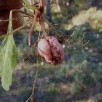 Aetheorhiza bulbosa 其他