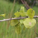 Flacourtia indica Blatt