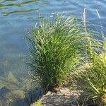 Miscanthus sinensis Leaf