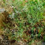 Gypsophila paniculata ശീലം