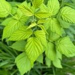 Rubus occidentalis Folha